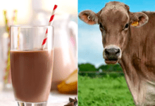 Photo of Millones de estadounidenses creen que la leche con chocolate viene de vacas café