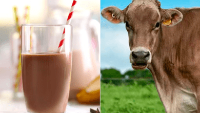 Photo of Millones de estadounidenses creen que la leche con chocolate viene de vacas café