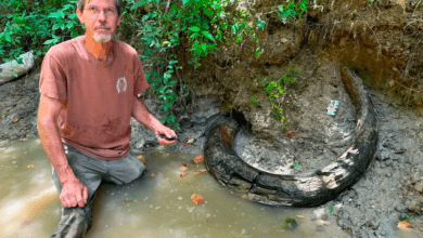 Photo of Encuentra raro colmillo gigante de mamut