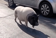 Photo of Cerdito se pasea por las calles de Progreso