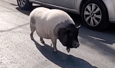 Photo of Cerdito se pasea por las calles de Progreso