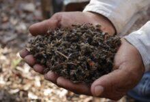 Photo of Muerte masiva de abejas en Tizimín