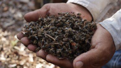 Photo of Muerte masiva de abejas en Tizimín