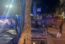 Photo of Auto choca a calesa con caballo en Paseo de Montejo