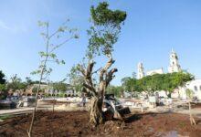 Photo of Especies sagradas mayas, nuevos árboles de la plaza grande