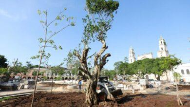 Photo of Especies sagradas mayas, nuevos árboles de la plaza grande