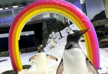 Photo of Muere Sphen, pingüino gay que incubó una cría con su pareja