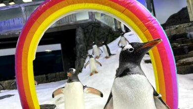 Photo of Muere Sphen, pingüino gay que incubó una cría con su pareja