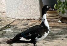 Photo of Buscan a dueño de pato en Chuburná