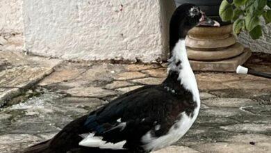 Photo of Buscan a dueño de pato en Chuburná