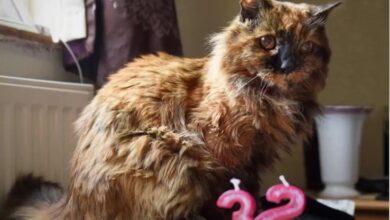 Photo of Fallece Rosie, la gatita más vieja del mundo