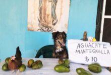 Photo of  Perrito y gallina venden aguacates en Mérida