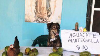 Photo of  Perrito y gallina venden aguacates en Mérida