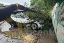 Photo of Árboles caídos, calles inundadas y lluvias, las afectaciones de “Helene”