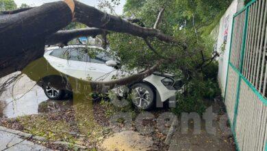 Photo of Árboles caídos, calles inundadas y lluvias, las afectaciones de “Helene”