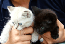 Photo of Piden cuidar a gatos negros y blancos en finados