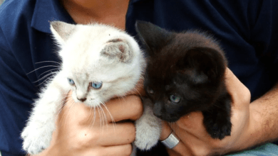 Photo of Piden cuidar a gatos negros y blancos en finados