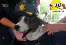 Photo of Vuela alto “Chilaquil”: perrito policía en Conkal