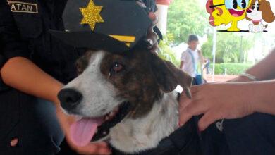 Photo of Vuela alto “Chilaquil”: perrito policía en Conkal