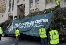 Photo of ¡El árbol de Navidad del Rockefeller Center ya llegó a Nueva York!