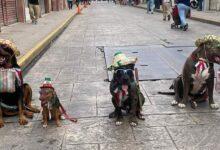 Photo of Perritos listos para el desfile de 20 de noviembre