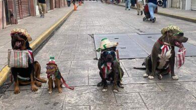 Photo of Perritos listos para el desfile de 20 de noviembre