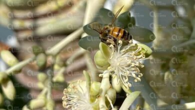 Photo of Sentencia reconoce valor ecológico de las abejas