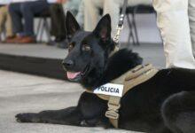 Photo of Bac, Ursus, Venus y Zeta, nuevos héroes caninos en Yucatán