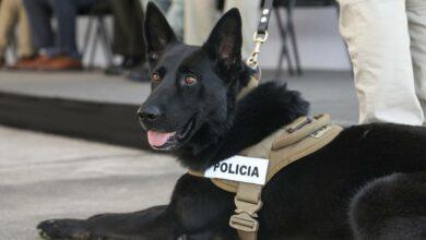 Photo of Bac, Ursus, Venus y Zeta, nuevos héroes caninos en Yucatán