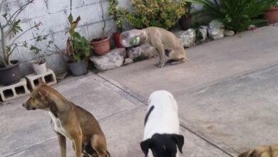 Photo of “Héroe”, sufrió días atorado con un bote de mayonesa en su cabeza 