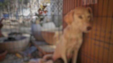 Photo of A prisión por crueldad animal en la colonia Azcorra