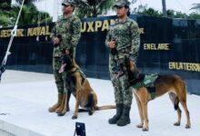 Photo of Emotiva ceremonia de jubilación para “Eilyn” y “Foster”, héroes caninos