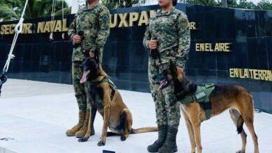 Photo of Emotiva ceremonia de jubilación para “Eilyn” y “Foster”, héroes caninos