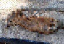 Photo of Nuevo caso de crueldad animal en Yucatán