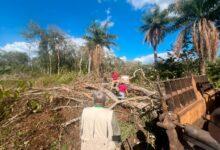 Photo of Menonitas deforestan Reserva Biocultural del Puuc