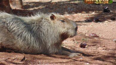 Photo of ¿En Mérida hay capibaras y puedes visitarlas?