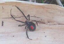 Photo of Alerta en Peto por araña viuda negra