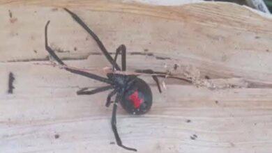 Photo of Alerta en Peto por araña viuda negra