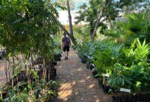 Photo of Jardín Botánico del CICY abre para su venta anual de plantas