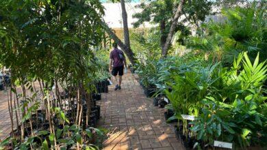 Photo of Jardín Botánico del CICY abre para su venta anual de plantas