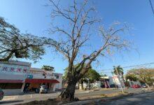 Photo of Por seguridad, Ayuntamiento retirará árbol seco en Circuito Colonias