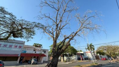 Photo of Por seguridad, Ayuntamiento retirará árbol seco en Circuito Colonias
