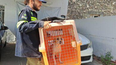 Photo of Ayuntamiento de Mérida retira toneladas de basura y rescata peluditos