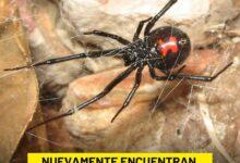 Photo of Preocupa presencia de Viuda Negra en municipios del sur de Yucatán 