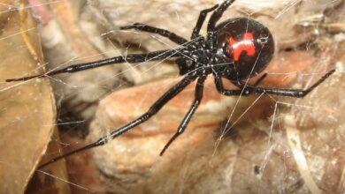 Photo of Preocupa presencia de Viuda Negra en municipios del sur de Yucatán 