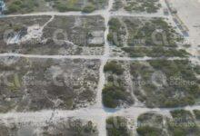Photo of La tala ilegal de manglar y dunas en Sisal, imparable
