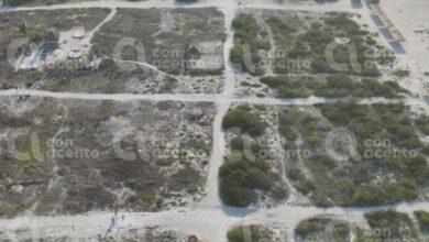Photo of La tala ilegal de manglar y dunas en Sisal, imparable