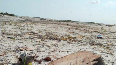 Photo of Semarnat presenta denuncia ante FGR por desmonte de manglares en Sisal, Yucatán