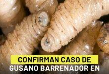 Photo of Confirman caso de gusano barrenador en un perro de Mérida