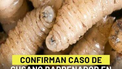 Photo of Confirman caso de gusano barrenador en un perro de Mérida